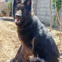 ژرمن نرشولاین