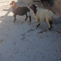 برّه