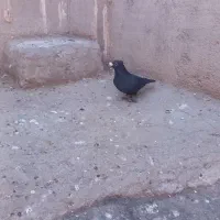کبوتر نر زاغ کرمانی ویهودی سرخ