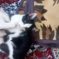 گربه سیاه سفید dsh