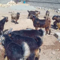 25راس بیگ وچپش