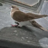 کبوتر