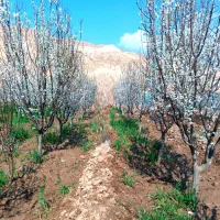 فرصت استثنایی فروش فوری به قیمت خانه باغ گوجه سبز