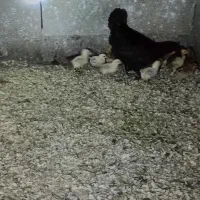 مرغ جوجه
