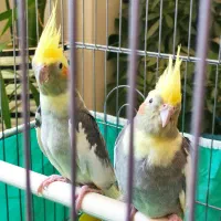 یک جفت عروس هلندی ابلق سوپر تاج با قفس