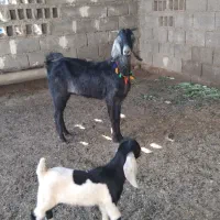 بز بزغاله نر دار  شکم دوم . گوسفند