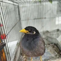 مرغ مینا سخنگو
