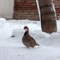 بلدرچین کوهی