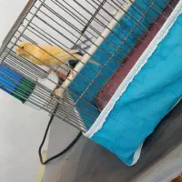 دو تا قناری جوجه نر