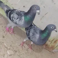 کبوتر تک و
