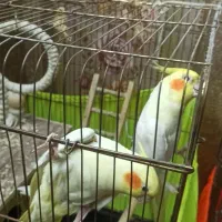 عروس هلندی نر و ماده