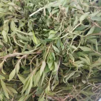آویشن وگل کوفته تازه