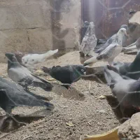 کبوتر|پرنده|بم, |دیوار