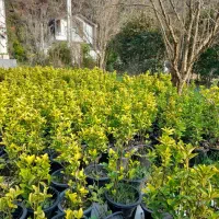 گل شمشاد طلایی