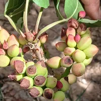 خریدار اب