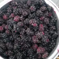 شاه توت
