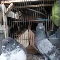 کبوتر کاشونی