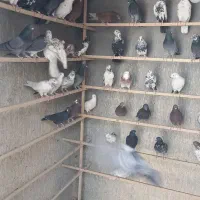 کبوتر|پرنده|سیرجان, |دیوار