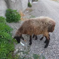 ۳تابره ۲تا ماده‌ یکی نرکوچیکه