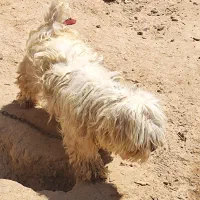 سگ شیتزو