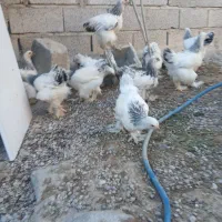 جوجه برهما