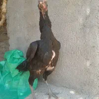 مرغ لاری اصیل