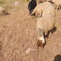 10 راس میش کشتاری