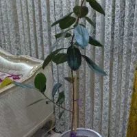 فیکوس با گلدان بزرگ