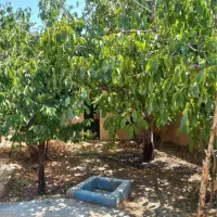 250متر-باغچه-نقلی