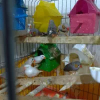 فنچ