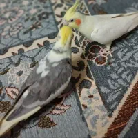 جفت عروس هلندی