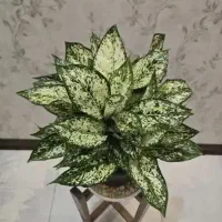 فروش خانگی انواع گل آپارتمانی( حضوری و غیر حضوری)