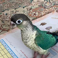 گرینچیک تراکوییس تازه دون خور بدون وسایل