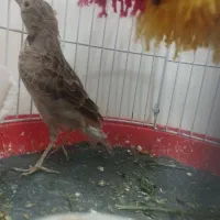 پرنده