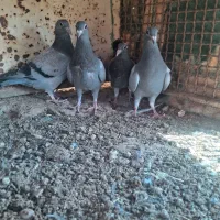 ۴جو جه آلمانی