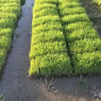 نشا برنج .