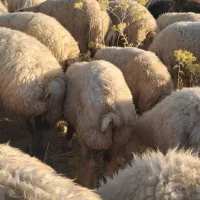 ۴۱ راس میش درجه یک یک