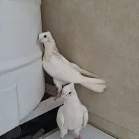 کبوتر طوقی سفید