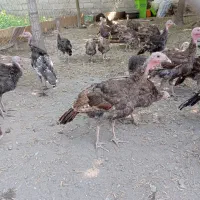 بوقلمون برنزه