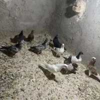 کبوتر جوجه
