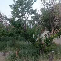 باغچه 300 متری ملارد لم اباد