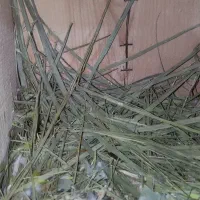 جفت طوطی برزیلی مولد