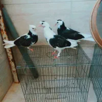 ۳ عدد کبوتر مفلق شازده تیکه پاره پرشی