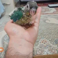 گرینیچک تراکوئیس یلویساد سرلاکی. طوطی پرنده