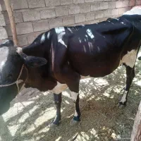 گاو آبستن