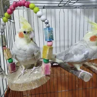 طوطی عروس