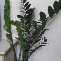 گل زاموفیلیاشاداب سرحال برگ درشت سبز