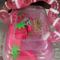 همستر با  خونه وسایلش