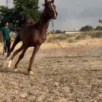 اسب نریان عرب یکسر