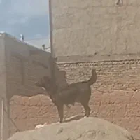 سگ گله قدرجونی